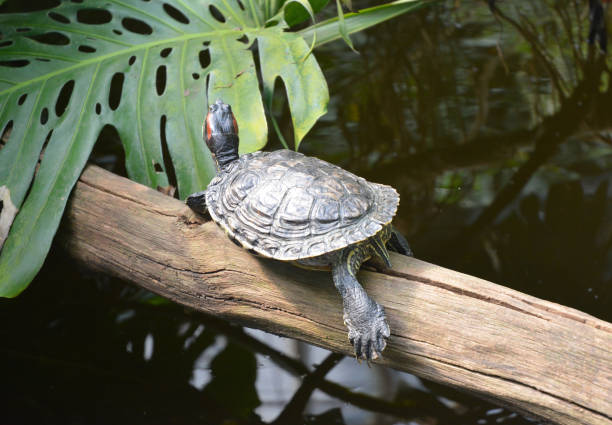 istock Turtle, pond slider resting on the wood near pound. 1161358451
