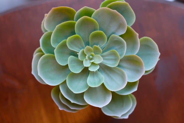 istock plant with thick leaves in a pot. view from above 1161358493