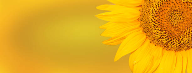 istock Golden summer sunflower in the sun 1161358536