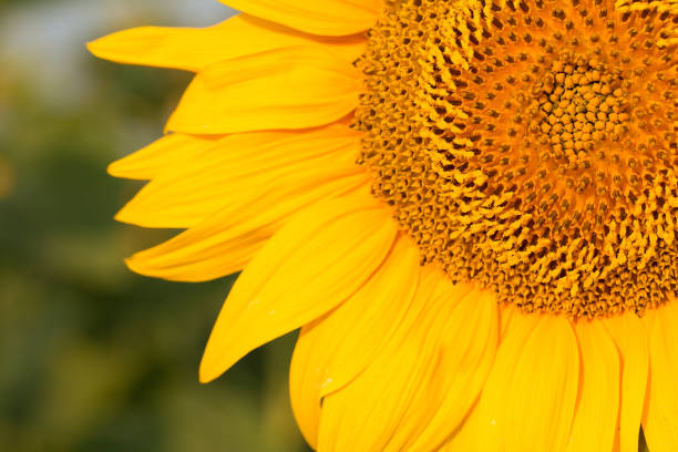 istock Golden summer sunflower in the sun 1161358603