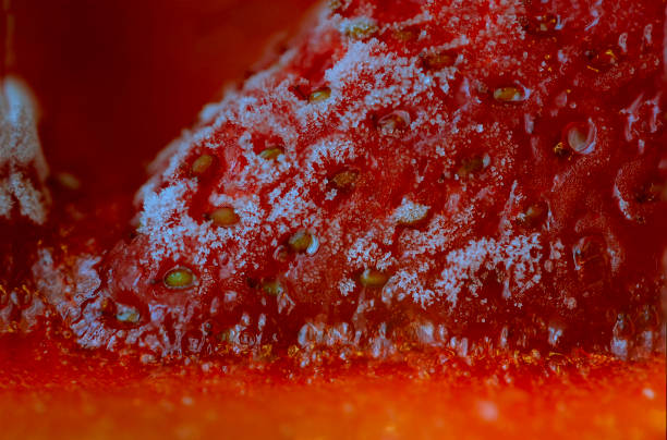 istock Frozen ripe bright sweet and tasty berries 1161358706
