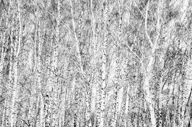 istock Winter view naked birch trees, full frame 1161361214