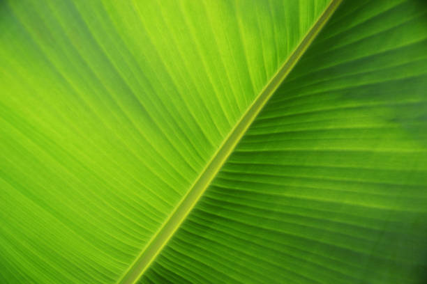istock Detail of a leaf 1161361690