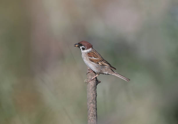 istock Portrait of The Eurasian tree sparrow (Passer montanus) 1161362371