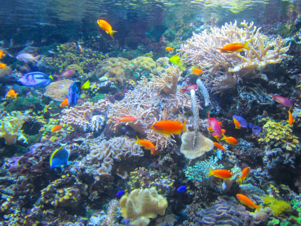 istock Aquarium with beautiful fish, plants and corals 1161364230