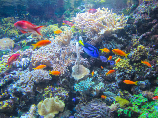 istock A beautiful aquarium with colorful fish, plants and corals 1161364238