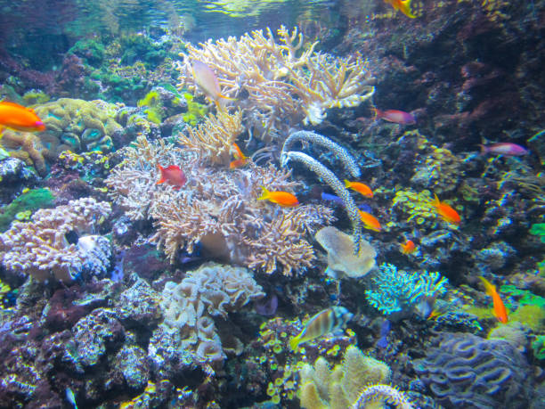 istock Colorful aquarium, fish and corals, sea animals 1161364239