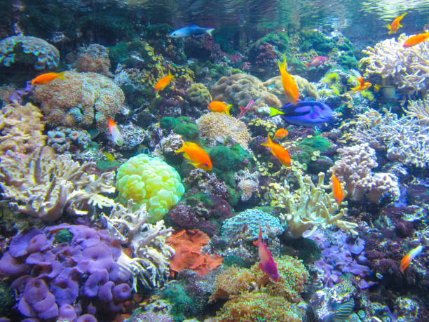 istock Colorful aquarium, fish and other sea creatures 1161364240