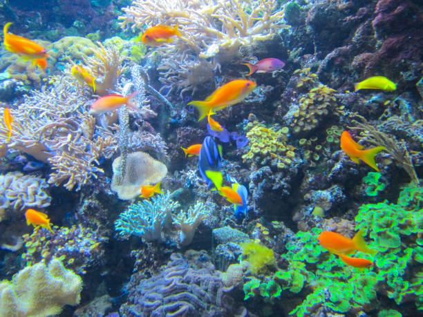 istock A colorful aquarium with beautiful fish, plants and corals 1161364252