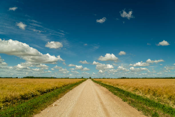 istock Dirt road surrounded by agricultural fields with nice blue sky in background 1161365033