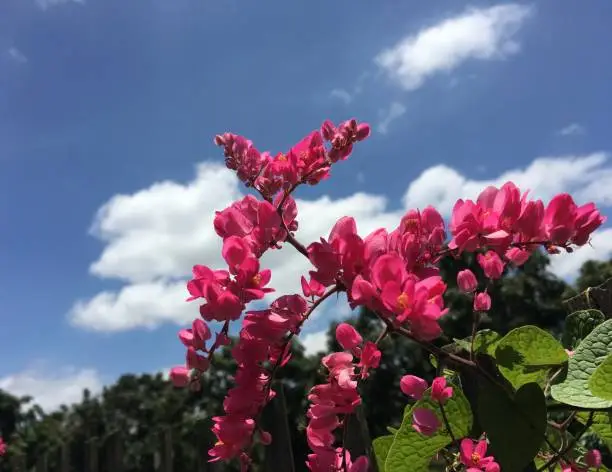 Antigonon leptopus (Mexican Creeper, Bee Bush, Coral Vine, Chain of Love, Confederate Vine, Mountain Rose Coralvine, Rose Pink Vine) small pink flower are blooming on bush in the garden under blue sky