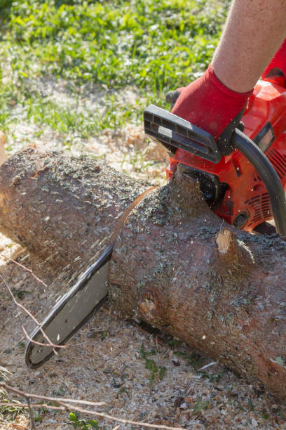 istock Cut the logs with a chainsaw to prepare firewood 1161365759