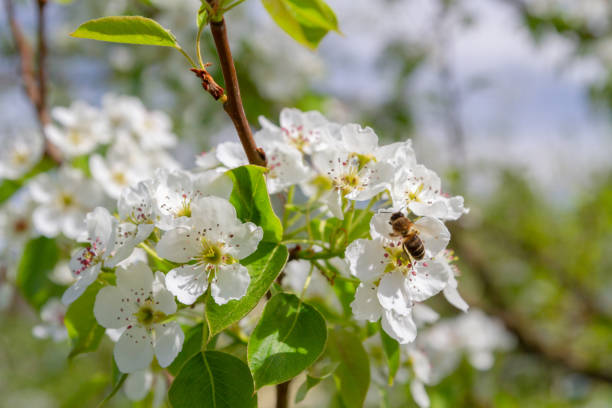 istock Bee collects nectar from white flowers of pear tree in late spring 1161366380