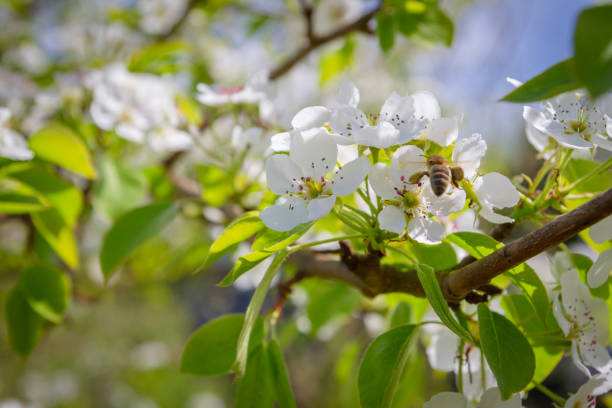 istock Bee collects nectar from white flowers of pear tree in late spring 1161366395