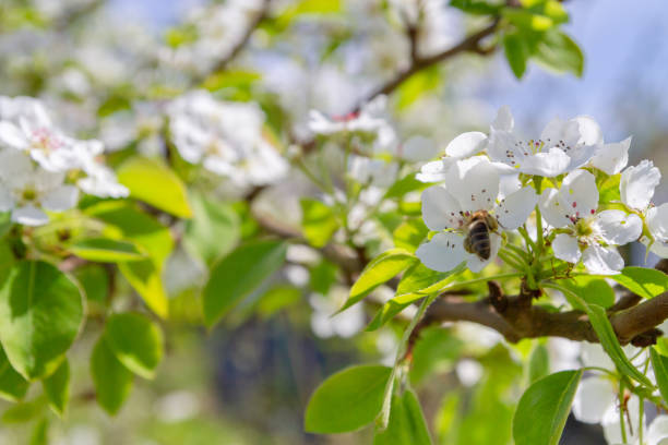 istock Bee collects nectar from white flowers of pear tree in late spring 1161366413