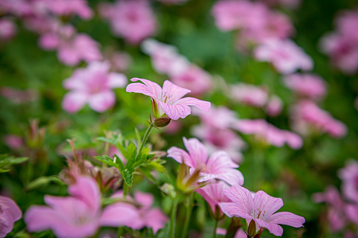A full frame photograph of pink geranium nodosum flowers, with a shallow depth of field