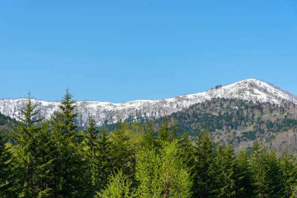 istock Row of trees on foreground mountains with vast blue sky on background 1161366652