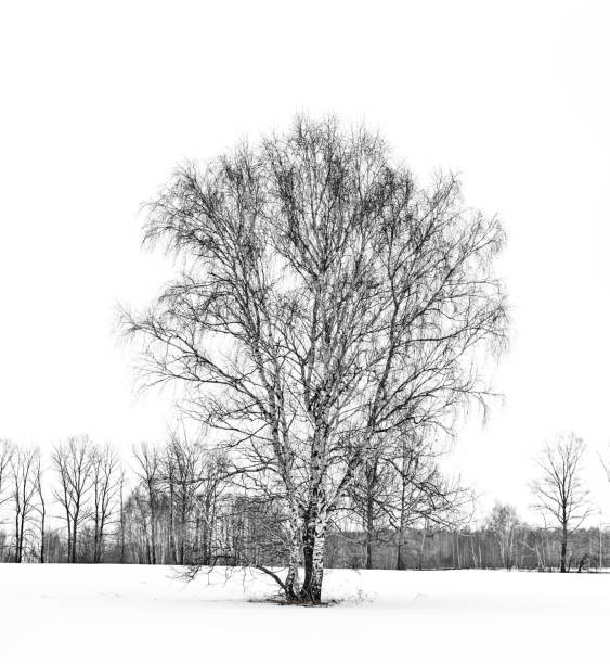 istock Silhouette of black birch-trees winter on white background 1161366697