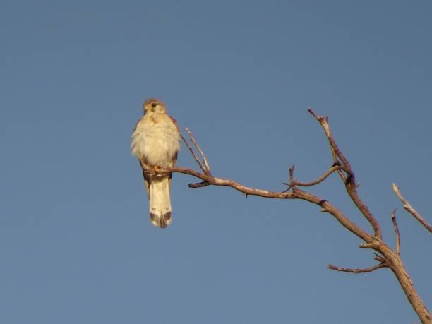 istock Nankeen Kestrel. Falco cenchroides 8. 1161369390