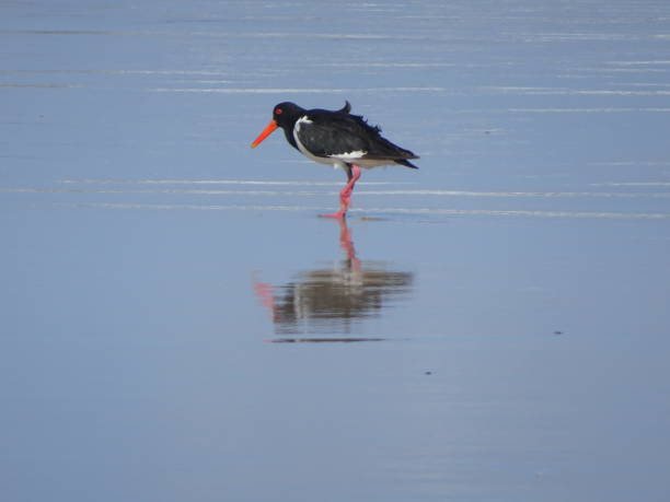 istock Pied Oystercatcher. Haematopus longirostris 1. 1161369431