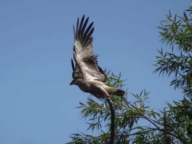 Whistling Kite. Haliastur sphenurus 3. Lake Khancoban, Khancoban, NSW. Whistling Kite. Haliastur sphenurus haliastur sphenurus stock pictures, royalty-free photos & images