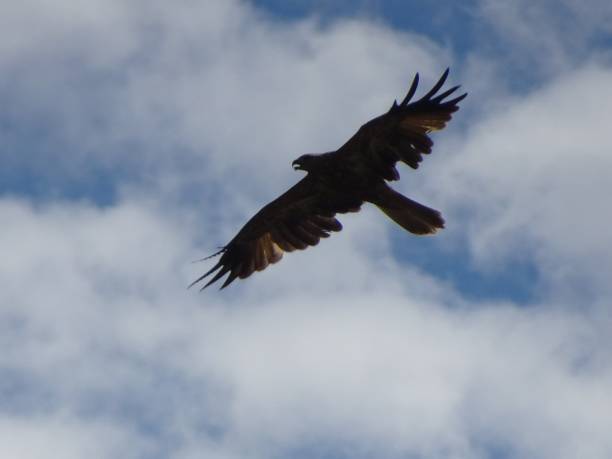 Whistling Kite. Haliastur sphenurus 2. Lake Khancoban, Khancoban, NSW.Whistling Kite. Haliastur sphenurus haliastur sphenurus stock pictures, royalty-free photos & images