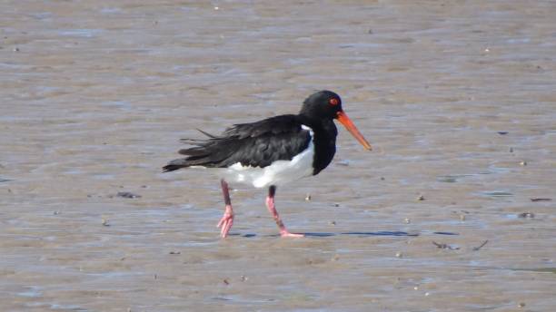 istock Pied Oystercatcher. Haematopus longirostris 5. 1161369650