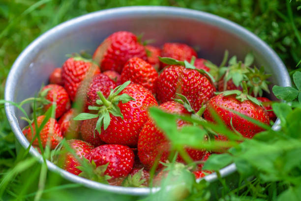 istock strawberries in an iron bowl 1161369695
