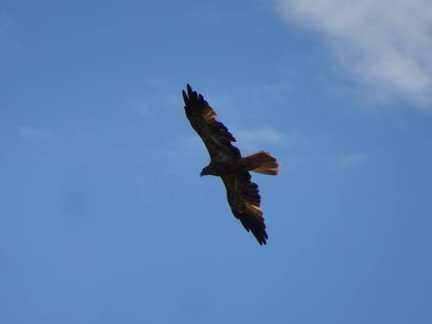 Whistling Kite. Haliastur sphenurus 1. Lake Khancoban, Khancoban, NSW. Whistling Kite. Haliastur sphenurus haliastur sphenurus stock pictures, royalty-free photos & images