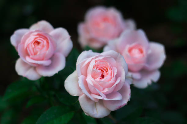 istock soft pink rose, old english park rose 1161369772