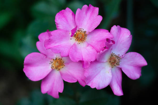 istock Extremal close-up of rose 1161369986