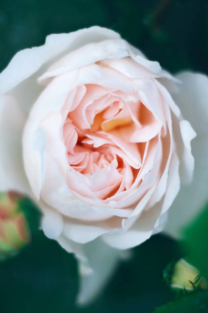 istock Extremal close-up of rose 1161370065