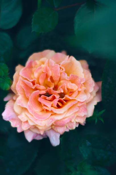 istock Extremal close-up of rose 1161370070