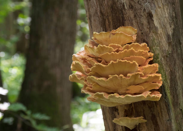 istock Huge yellow mushroom (Laetíporus sulphúreus) on a tree trunk in the summer forest. 1161371623
