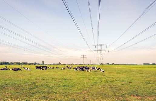 Ruminating black and white cows in a Dutch meadow under high-voltage lines. The photo was taken at the beginning of the summer on a sunny day near the village of Drimmelen, North Brabant.