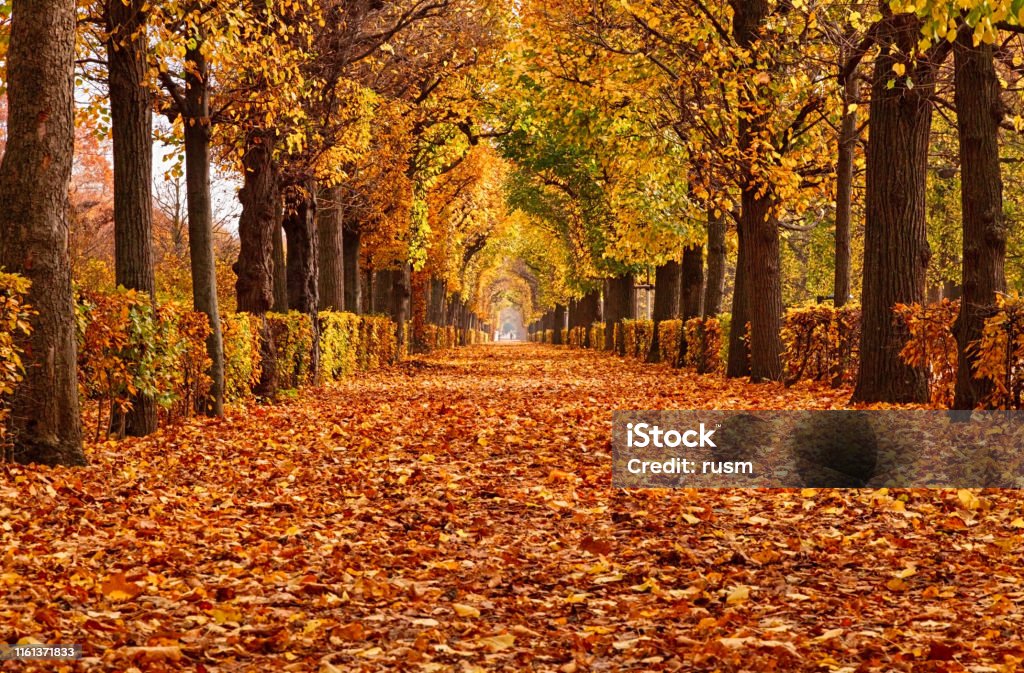 Empty alley covered by foliage in autumn park, Vienna, Austria Empty road in autumn Park Falling Stock Photo