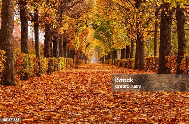 Empty Alley Covered By Foliage In Autumn Park Vienna Austria Stock Photo - Download Image Now