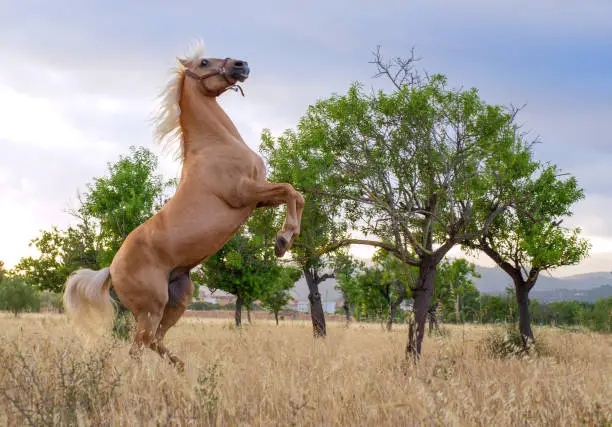 rearing powerful andalusian stallion in front of olive trees