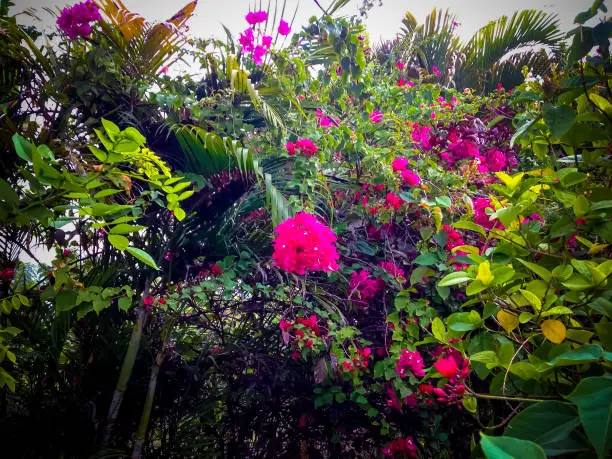 Sweet Beachfront Garden Of Red Bougainvillea Plant Flowers In The Dusk Sunshine At The Village, Umeanyar, North Bali, Indonesia