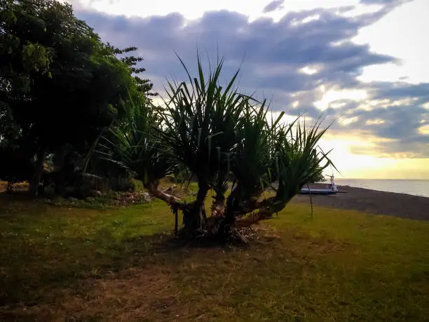 Natural Scenery Pandanus Beach Plants Grows On the beach In The Dusk Sunshine At Umeanyar Village, North Bali, Indonesia