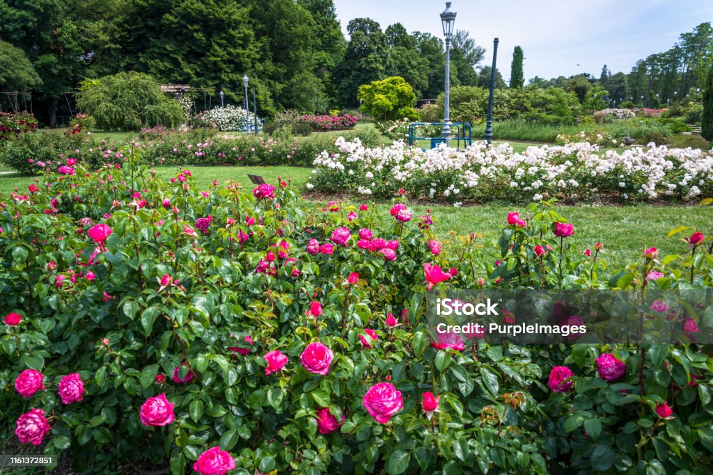 Park of the Golden Head, Lyon, France Rose 'Cherry Lady', Parc de la Tête d'or or Park of the Golden Head, a large urban park, Lyon, France 2019 Stock Photo