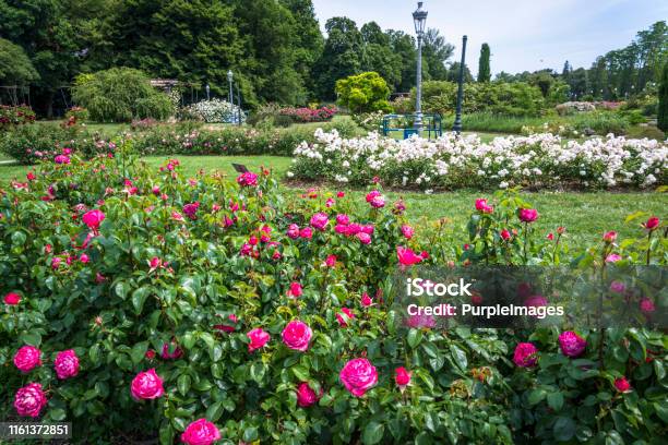 Park Of The Golden Head Lyon France Stock Photo - Download Image Now - 2019, Botany, Bright