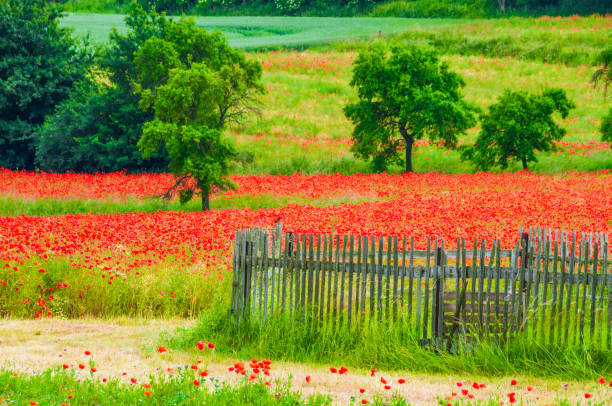 shining field full of poppies