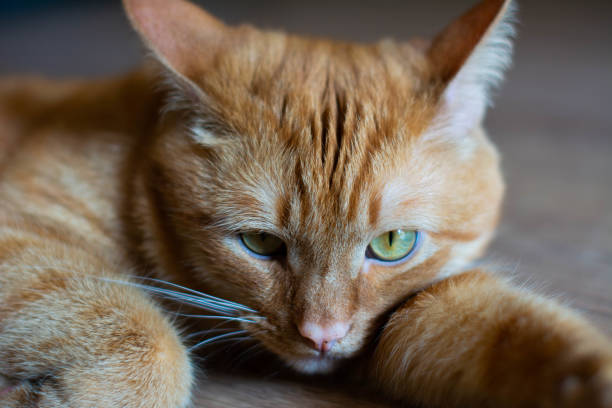 портрет красивого красного кота метисов, лежащего крупным планом - sadness domestic cat kitten humor стоковые фото и изображения