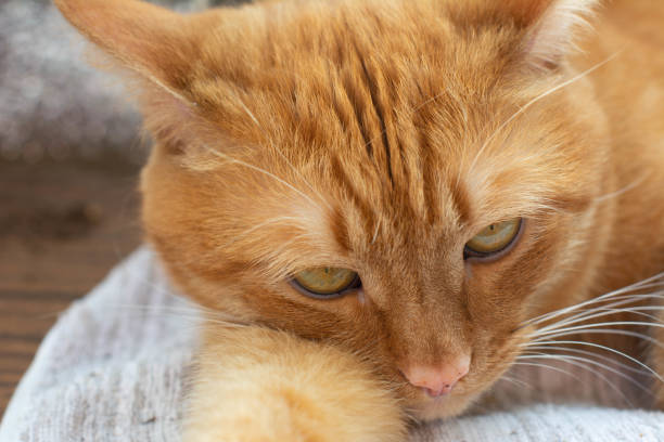 портрет красивого красного кота метисов, лежащего крупным планом - sadness domestic cat kitten humor стоковые фото и изображения