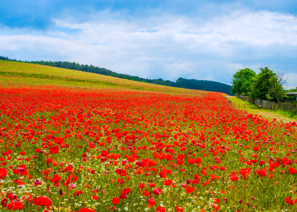 Beautiful blooming Poppies in the field  with cloud sky in Summer