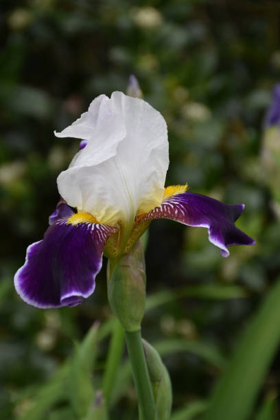 istock Purple and White Bearded Iris in Bloom 1161374269