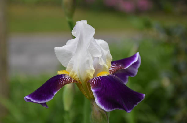 istock Purple and White Bearded Iris in Bloom 1161374386