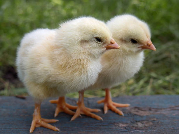 istock Two yellow chickens on the farm. 1161375507