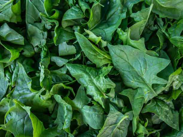 Fresh spinach leaves, close-up.